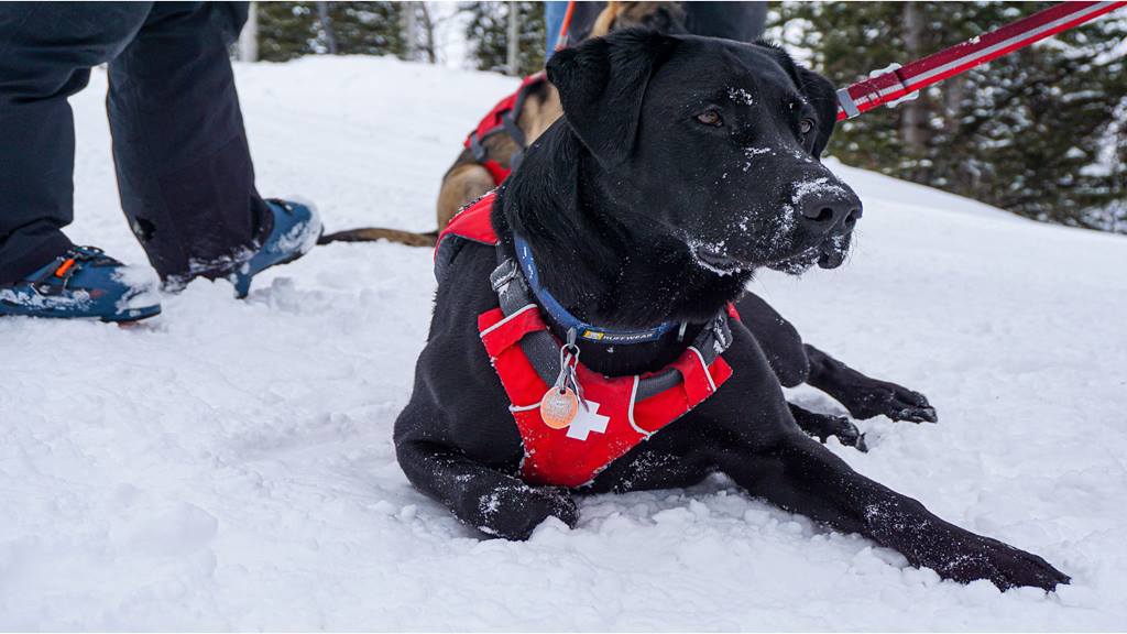 Daisy the Black Lab is wearing a red vest to show she is a rescue dog with the Steamboat Resort Ski Patrol Team. 