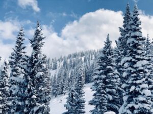 Snow-covered pine trees on a mountain slope under a bright winter sky