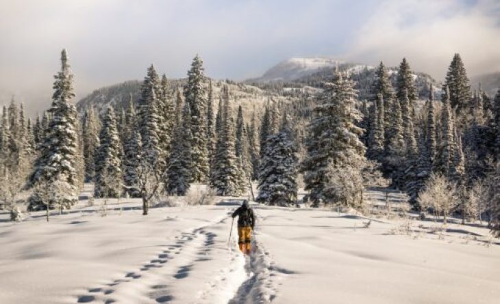 Snowcovered trail leading to a thick forest.