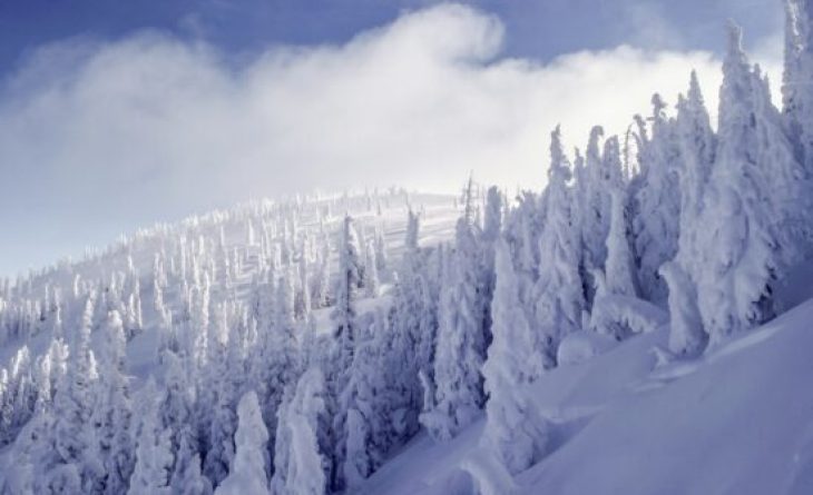 Snow covered trees lining the side of a snowy mountain
