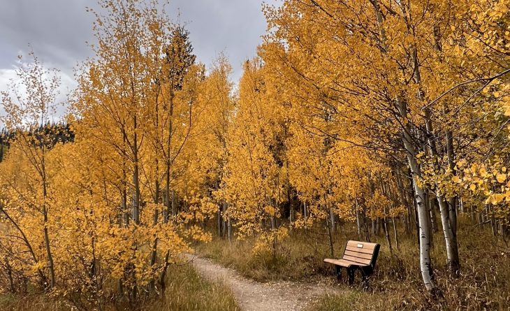 A dirt trail surrounded by Aspens with golden yellow leaves. Ideal Fall season in Steamboat Springs.