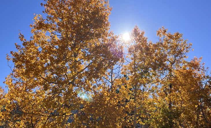 Looking up into an Aspen tree with golden leaves. The sun is shining through the leaves
