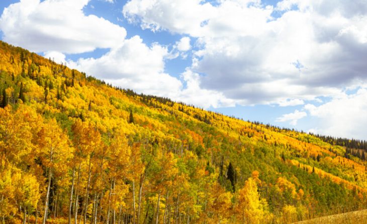 Overview looking at the colors changing on the trees in the fall.