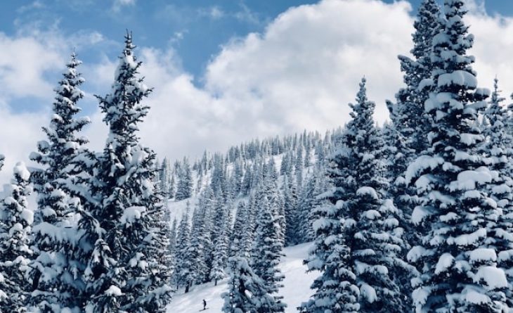Snow-covered pine trees on a mountain slope under a bright winter sky