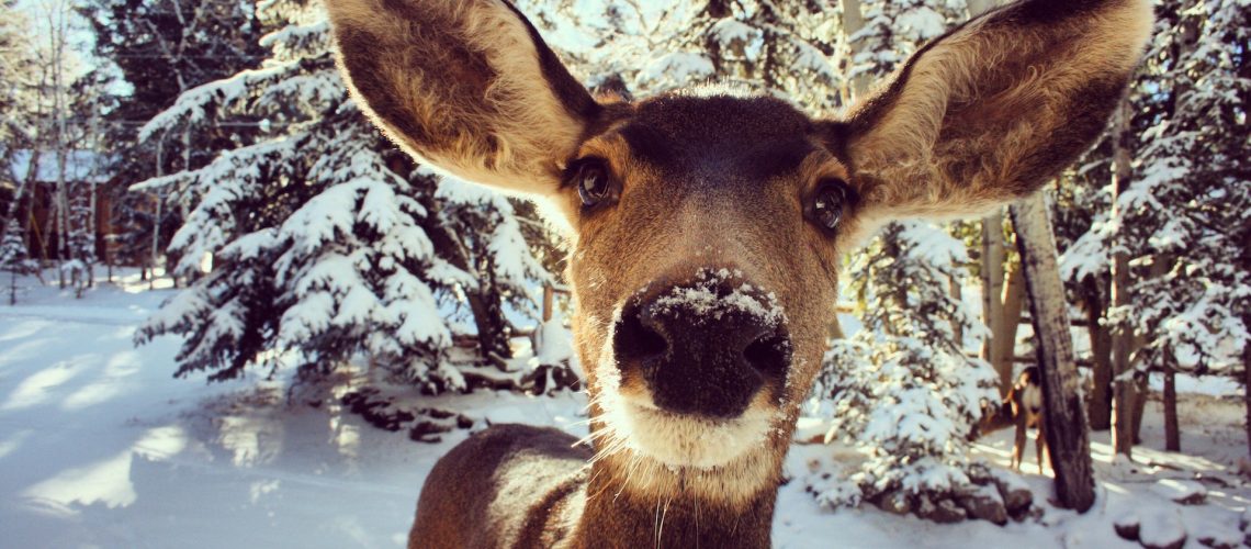 Young reindeer in a snowy landscape.