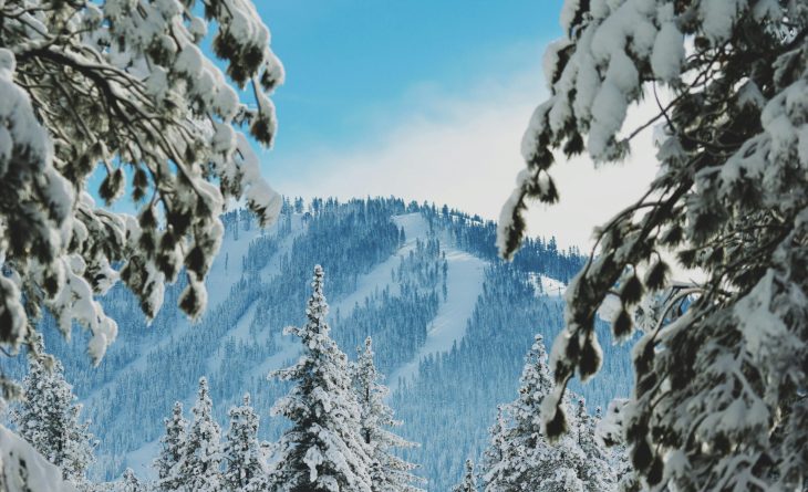 View of a snow covered mountain through large pine trees